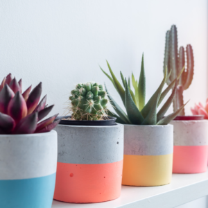 Pots & Planters